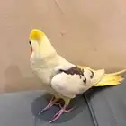 ببغاء كروان اليف