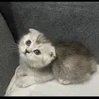 قطط سكوتش فولد سلفر بيور للبيع