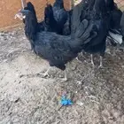 دجاج بلدي اسود