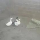 بط ثلاث للبيع