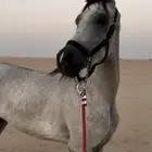 حصان شعبي شيخ. شوال عقرب شخره طرب الحصان وسبوق سبوق تو محذي