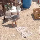 وز منتج
