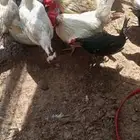 دجاج بلدي بياض وحضانات