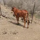 خبشة حمرا للبيع
