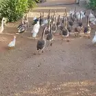 وز عراقي