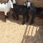 تيوس مخاصي عوارض ومشاريك