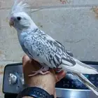 بسم الله الرحمن الرحيم متوفر كروان بيرل بايد أليف هدد داخل ا