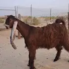 مشاريع فحول مشاريك