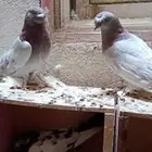 للبيع زوج تركي وانثى