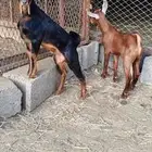 تيوس وضان للبيع