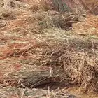 قصب يابس وجيم فاخر