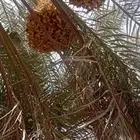 رطب تمر نخل برحي طيب حيل