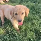 جراوي جولدن