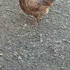 ديك ودجاجه بلدي