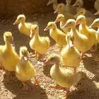 صوص بط بكيني