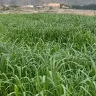 قصب ذرة بلدي للبيع