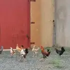 دجاج بلدي للبيع