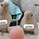 ببغاء روز الباينو ( تم البيع )