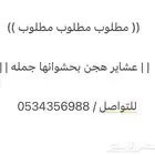 مطلوب عشرا ( هجن )