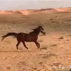 للبيع حصان شعبي