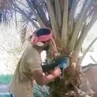 الثمد