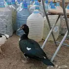 جوز بط