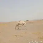 بكره مفروده
