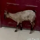 تيس عماني