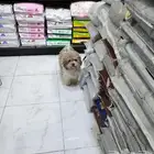 كلب بودل لون مميز Poodle للبيع