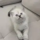 قطه سكوتش ستريت للبيع بأقل الأسعار