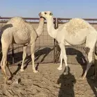 حشو قصب 3