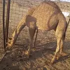حاشي لباني