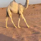 للبيع حواره كفو