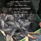 سمك بلطي من مزارع الزلفي طازج