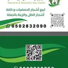 رمان مثمر وياسمين احجام كبيرة ووسط وصغيرة   نجران