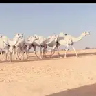 الذود الكفوو