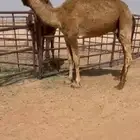 قعود كفو