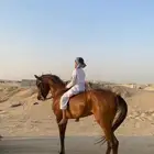 سلام عليكم اعرض لكم حصان شعبي شيخ