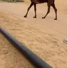 قعود كفو ابو مسربلان الفصام