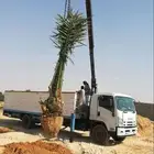 نخل مثمر نقايل وفسايل خلاص صقعي برحي مجدول هلالي منيفي نوادر