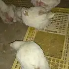 دجاج