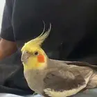 حيوانات اليفه