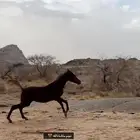 مهر شعبي للبيع