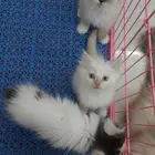 قطط راغدول وشيرازي