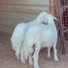 طليان حريات اعمار 5 شهور