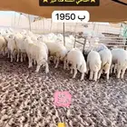 اضاحي حري وسواكني