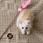 قطه للبيع عمرها شهرين