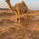 للبيع عدد 3 ثلاث القحات ملاقي