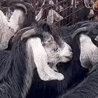 يوجد انواع معزا جمله على السوم