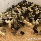توفير صيصان حسب الطلب